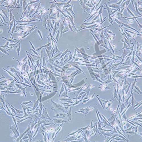 OCM1A 人眼脈絡黑色素瘤細胞