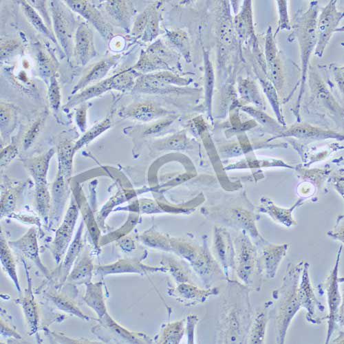 Ocut-2C 人甲狀腺癌細胞(未分化)