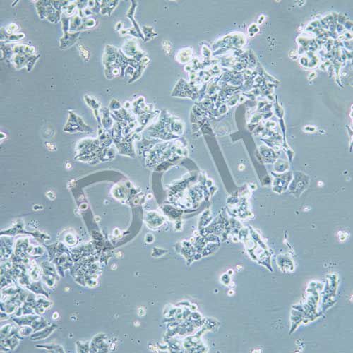 OE-19人食管癌細(xì)胞