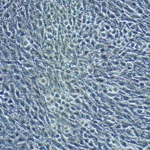 OLN-93 大鼠少突膠質(zhì)前體細胞系