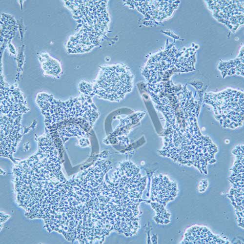 P19 小鼠畸胎瘤細(xì)胞