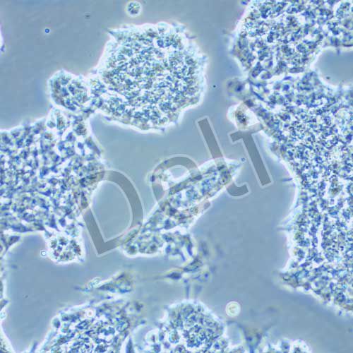 P19 小鼠畸胎瘤細(xì)胞