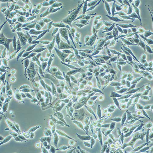 P53R 人結(jié)直腸癌細(xì)胞