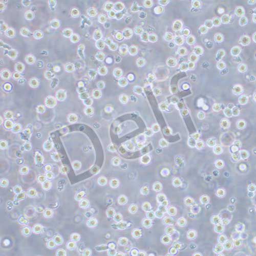 P815 小鼠肥大細(xì)胞瘤細(xì)胞