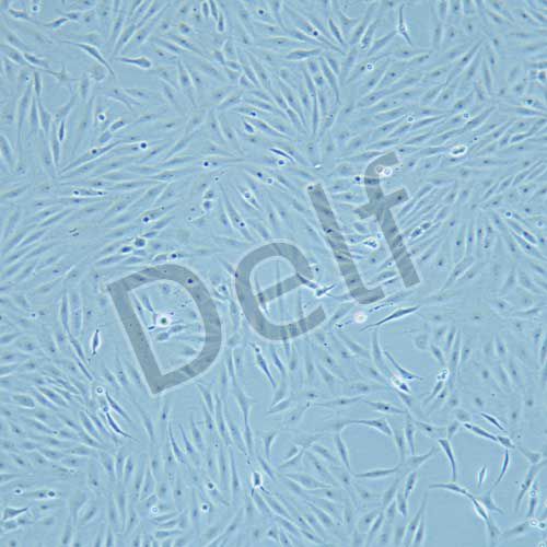 pac2 斑馬魚胚胎成纖維細胞