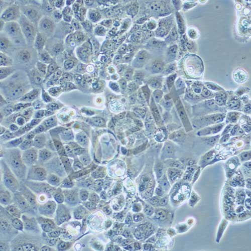 PANC10.05 人胰腺癌細(xì)胞