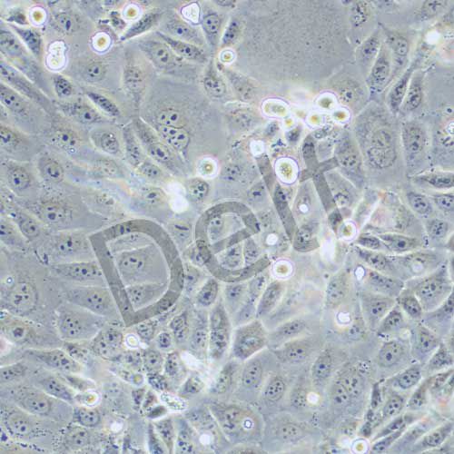 PANC 03.27 人胰腺癌細(xì)胞