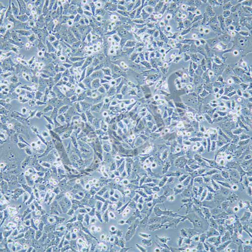 PATU 8988t 人胰腺癌細(xì)胞