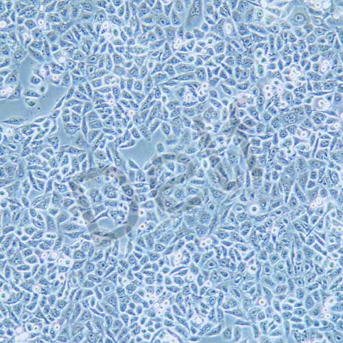 PC-9 人肺癌細胞