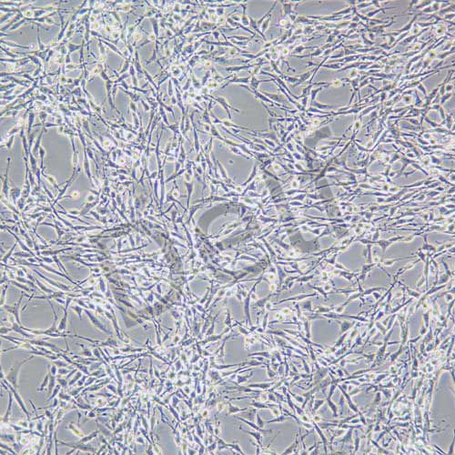 PC-12高分化 大鼠腎上腺嗜鉻細(xì)胞瘤細(xì)胞 高分化