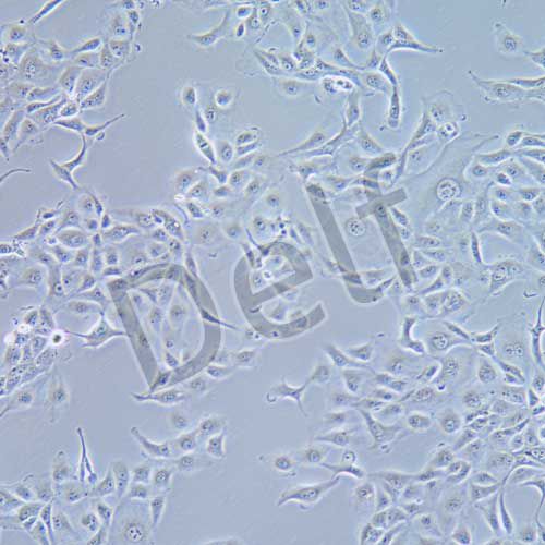 PK-13 豬腎細(xì)胞系