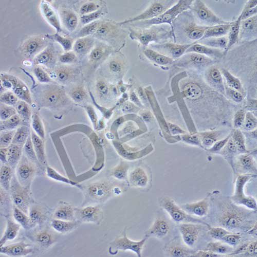 PK-13 豬腎細(xì)胞系