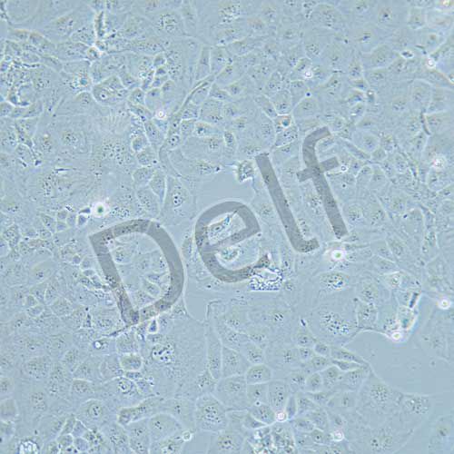PLC-PRF-5 人肝癌亞力山大細胞