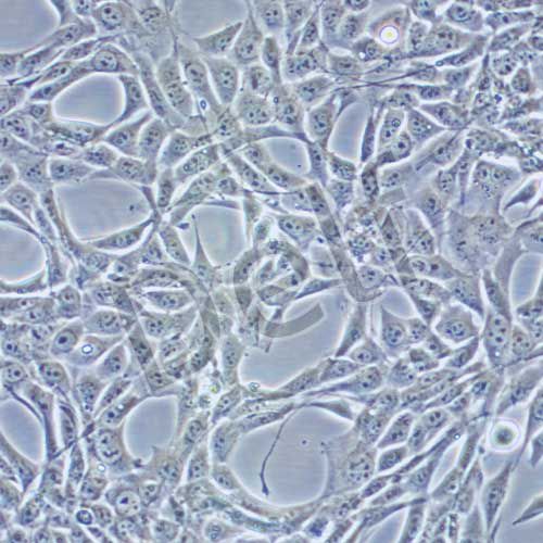 PT-67 小鼠逆轉錄病毒包裝株