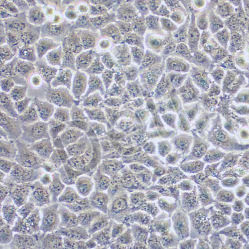 QSG-7701 人正常肝細(xì)胞