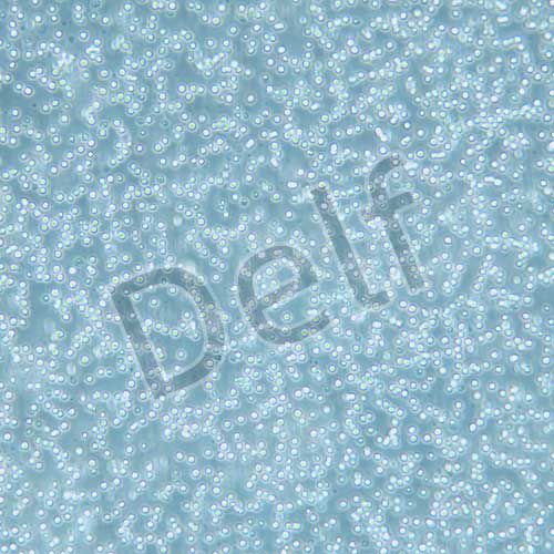 RAMOS 人B淋巴細(xì)胞瘤細(xì)胞