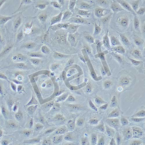 RBL-2H3 大鼠嗜堿性白血病細(xì)胞