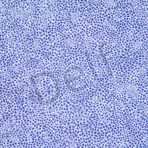 RH-35 大鼠肝癌細胞