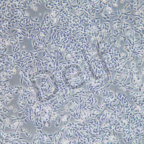 RKO 人結(jié)腸腺癌細(xì)胞