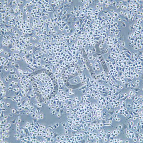 RLE-6TN 大鼠Ⅱ型肺泡上皮細(xì)胞