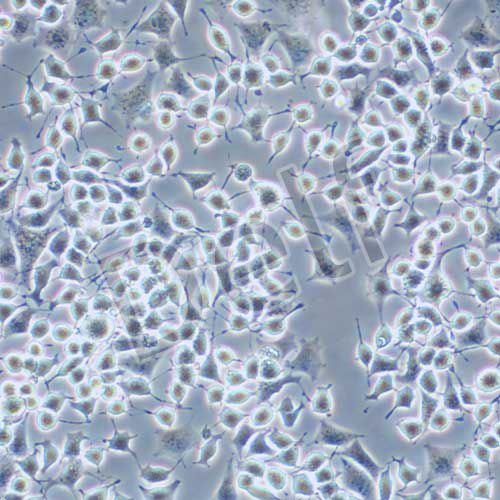 RLE-6TN 大鼠Ⅱ型肺泡上皮細(xì)胞