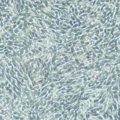 RM-1 小鼠前列腺癌細(xì)胞
