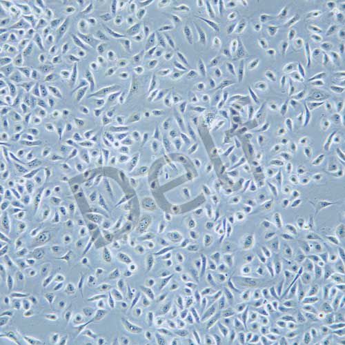 RWPE-1 人正常前列腺上皮細(xì)胞