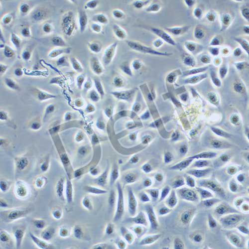 RWPE-1 人正常前列腺上皮細(xì)胞