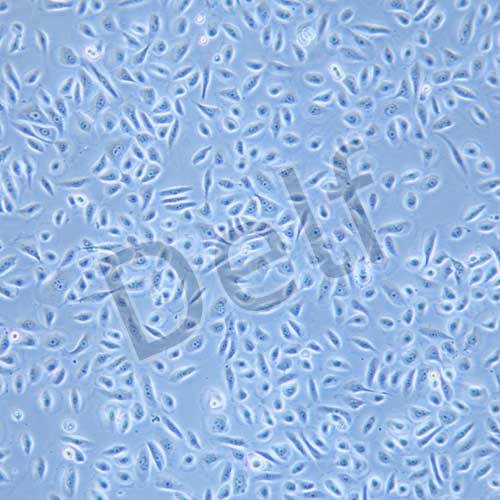 RwPE-2 人前列腺正常細(xì)胞