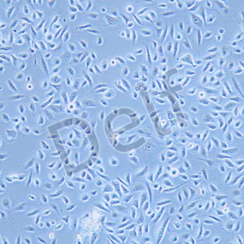 RwPE-2 人前列腺正常細(xì)胞