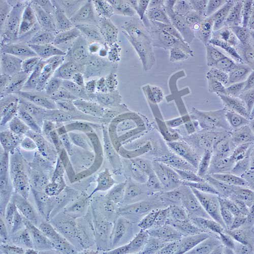 Saos-2 人成骨肉瘤細(xì)胞