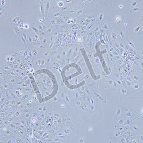 SCC-9 人類(lèi)鱗狀上皮舌癌細(xì)胞