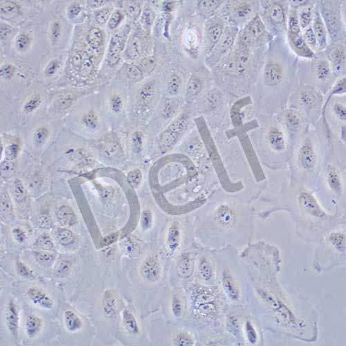 SCC-9 人類(lèi)鱗狀上皮舌癌細(xì)胞