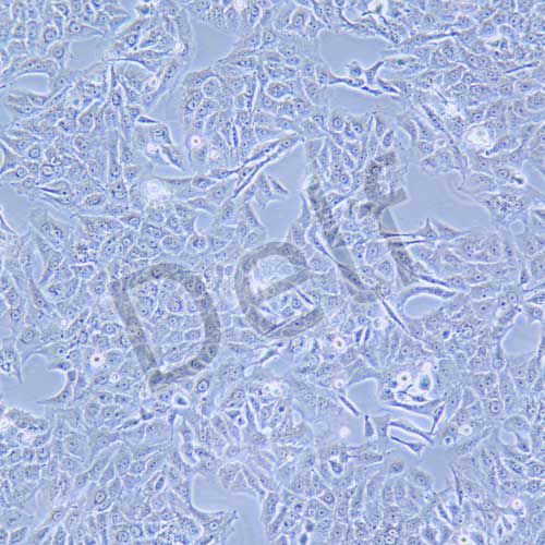 SK-MEL-2 人皮膚黑色素瘤細(xì)胞