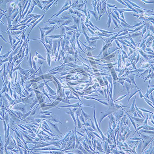 SK-MEL-28 人惡性黑色素瘤細(xì)胞