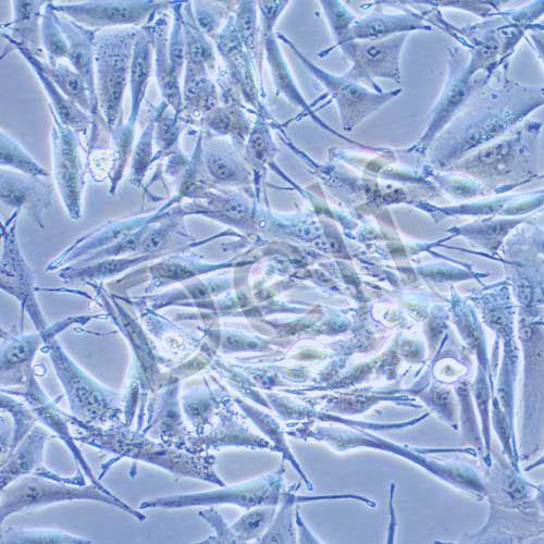 SK-MEL-28 人惡性黑色素瘤細(xì)胞