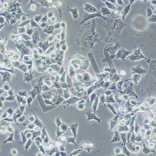 SNU-398 人肝癌細(xì)胞