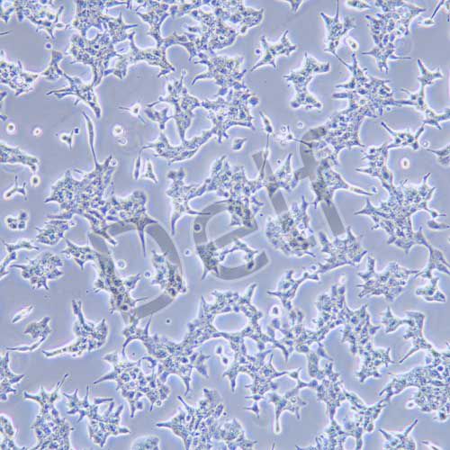 STC-1 小鼠小腸內(nèi)分泌細(xì)胞