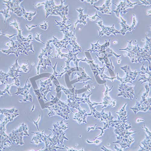 STC-1 小鼠小腸內(nèi)分泌細(xì)胞