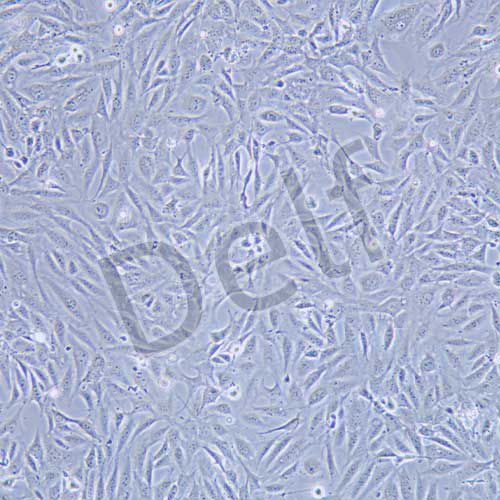 SV40-MES-13 小鼠腎小球系膜細胞