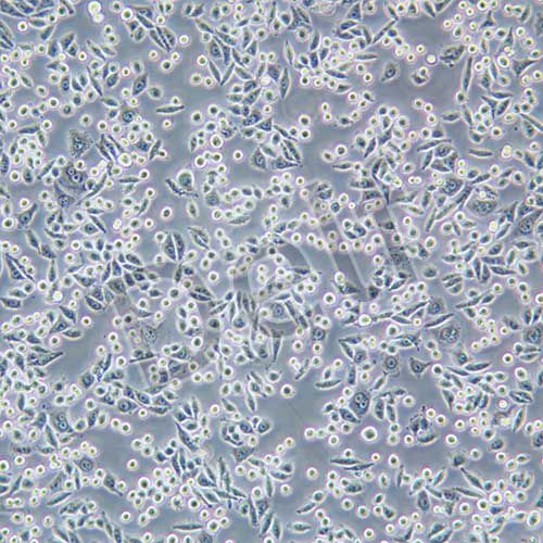 SW480 人結(jié)腸腺癌細(xì)胞