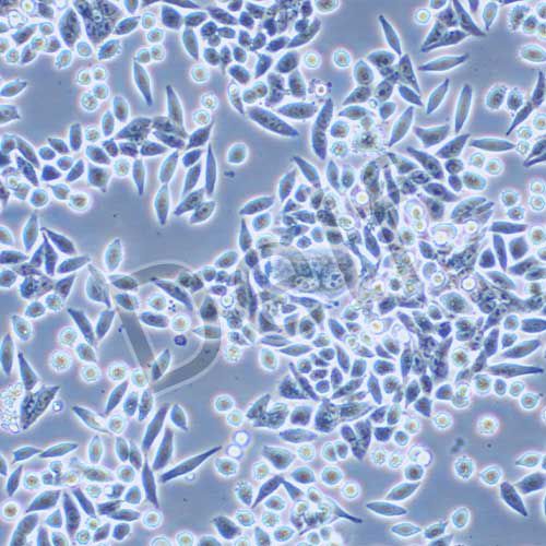 SW620 人結(jié)直腸腺癌細(xì)胞