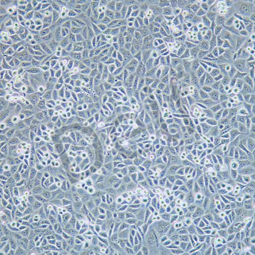 T24 人膀胱癌細胞