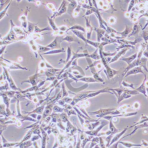 TC-1 小鼠肺上皮細胞