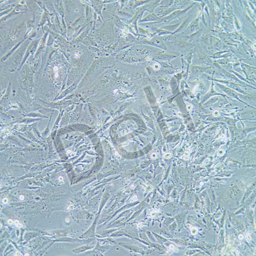 THLE-2 人正常肝細(xì)胞