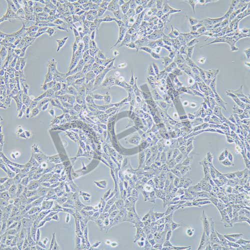 TM3 小鼠睪丸間質(zhì)細(xì)胞