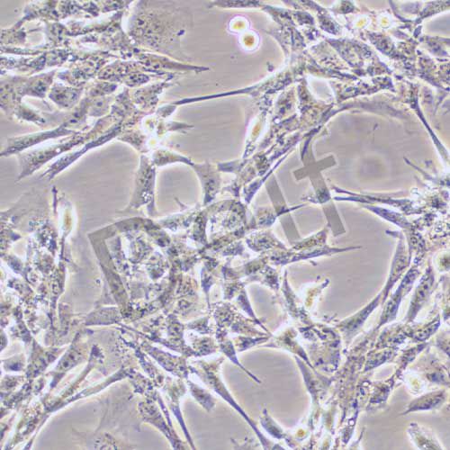 TM4 正常小鼠睪丸Sertoli細(xì)胞