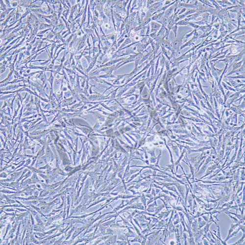 U251MG 人類星型膠質(zhì)細(xì)胞瘤