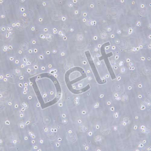 U266 人骨髓瘤細(xì)胞