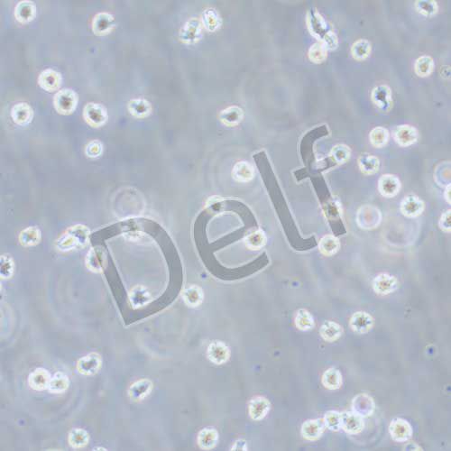 U266 人骨髓瘤細(xì)胞